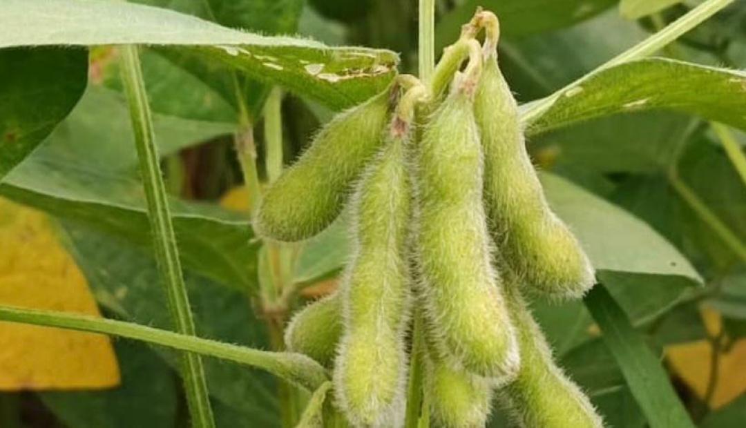 Sojicultores de MT devem cadastrar áreas de produção no Indea até 15 de fevereiro