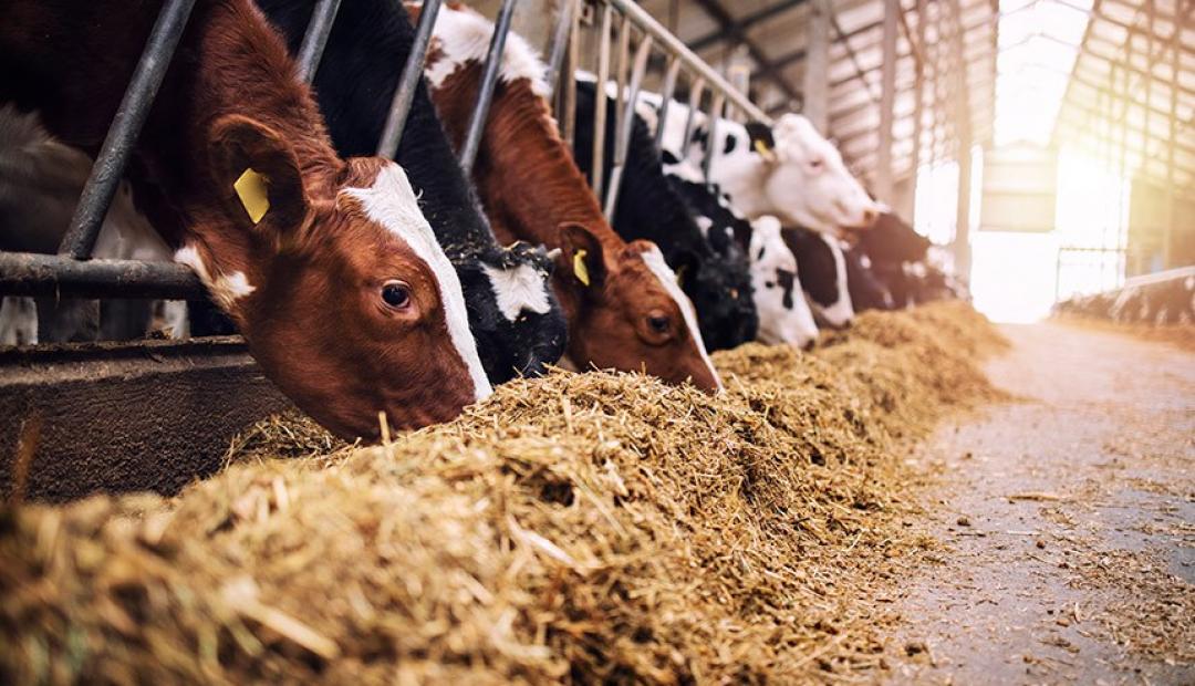 Lei amplia acesso a produtos para alimentação animal e reformula regras de estoques públicos