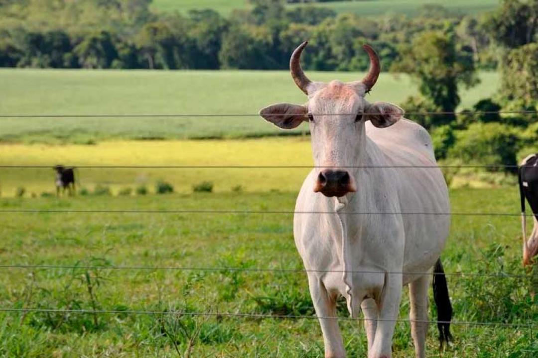 Preços do boi gordo continuam em alta: confira aqui