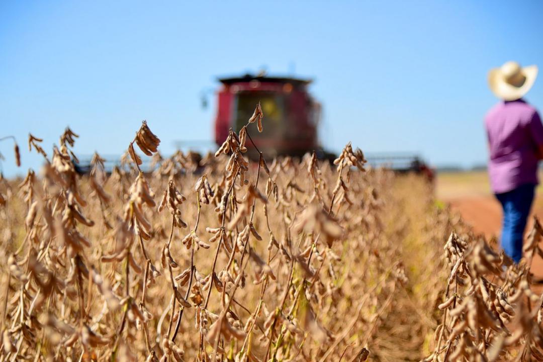 Colheita da soja atinge 25,5% da área semeada em 2024/25, diz Conab