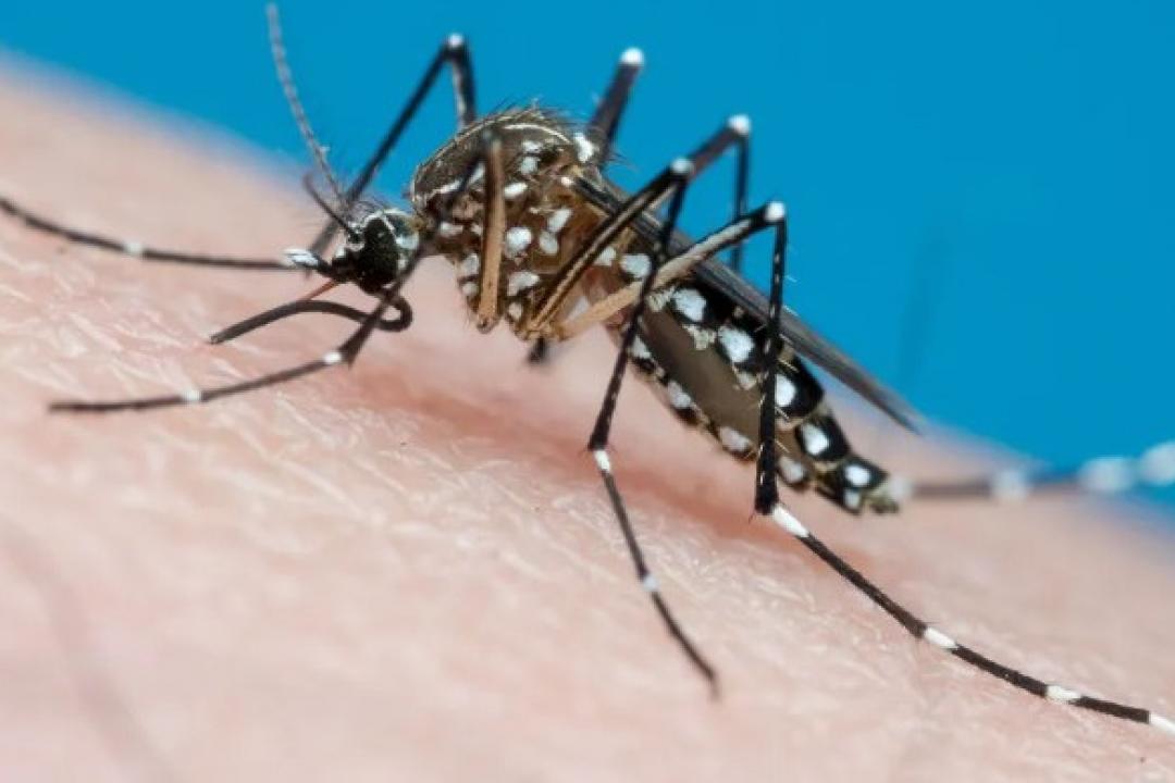 SES alerta para ações de prevenção à dengue, zika e chikungunya