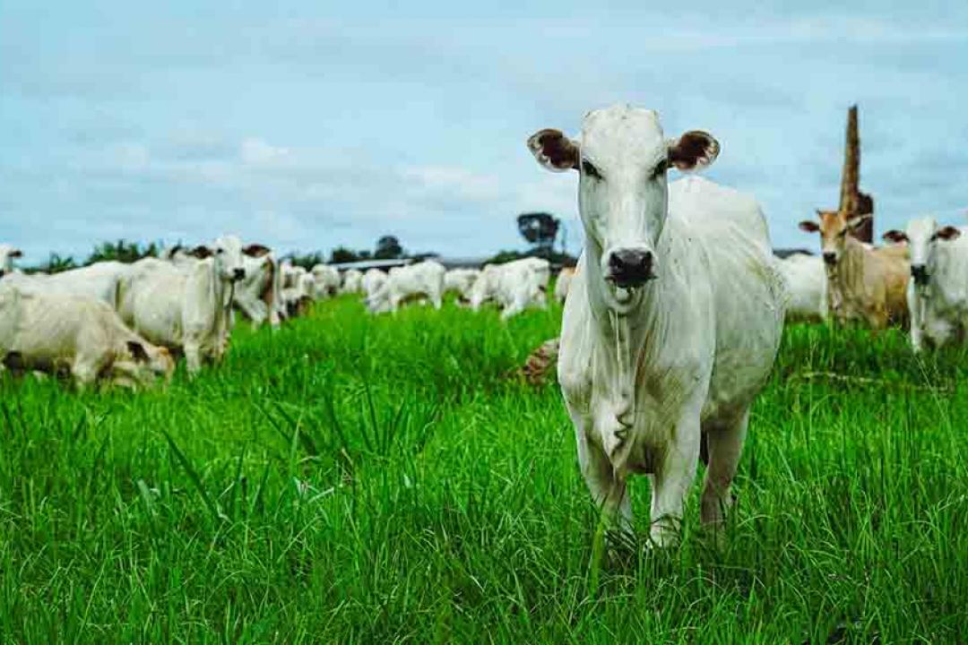 Brasil e Bolívia avançam em processo de reconhecimento internacional como zonas livres de febre aftosa sem vacinação