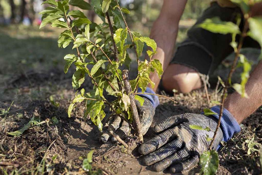 Ação conjunta promoverá o plantio de mudas de espécies nativas no Parque Zoobotânico de Alta Floresta