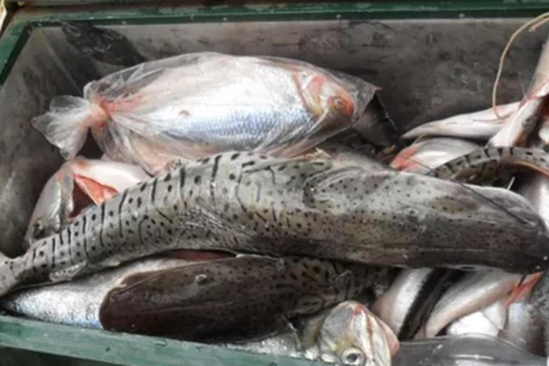 Comerciantes e pescadores profissionais devem entregar declaração de estoque pesqueiro até quarta-feira (4)