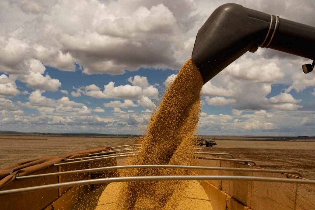 Os desafios da colheita da safra 24/25: atrasos, chuvas e logística impactaram os produtores de soja de Mato Grosso