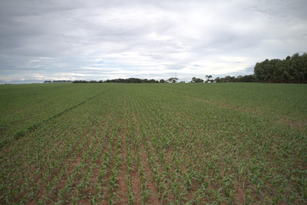 Aprosoja MT envia contribuições para elaboração do Plano Agrícola e Pecuário 2025/2026