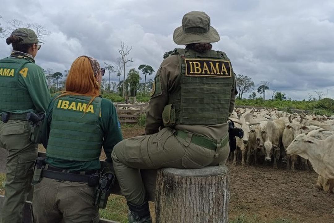Mais de 600 cabeças de gado são apreendidas em operação no Pará