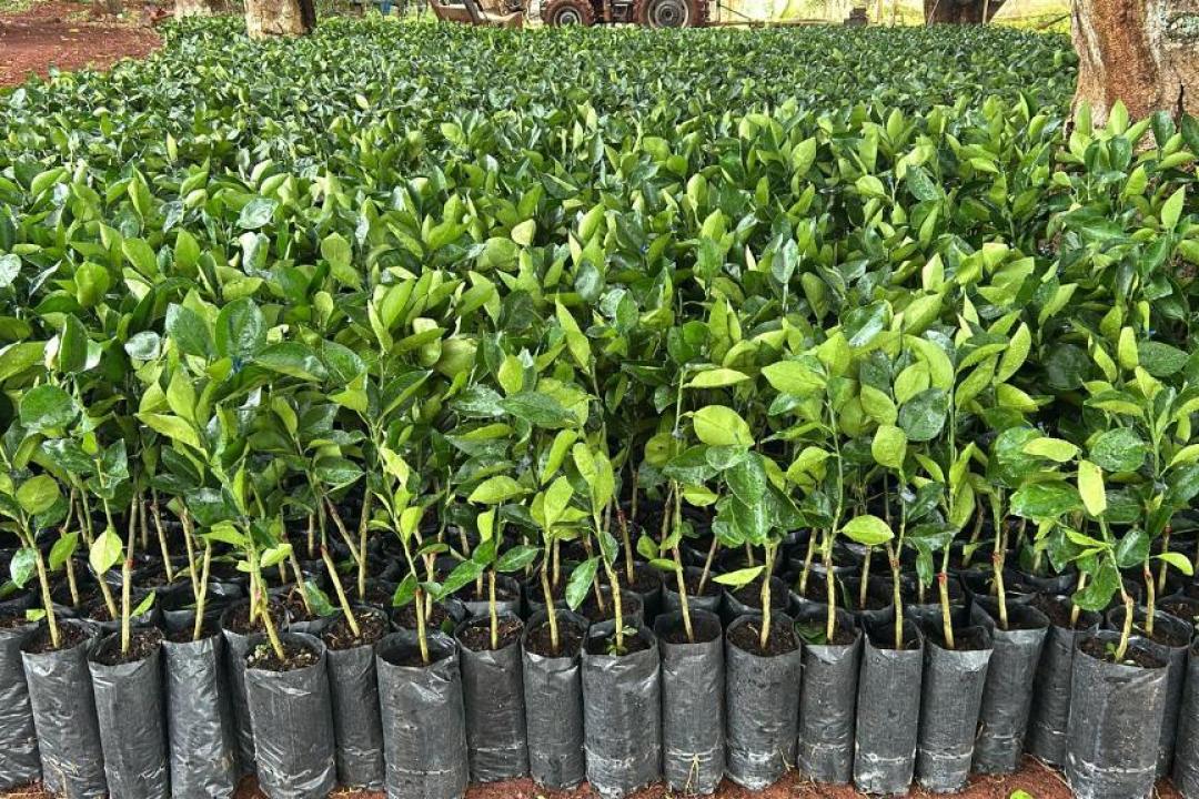 Governo de MT distribui 170 mil mudas cítricas para pequenos produtores de 47 municípios