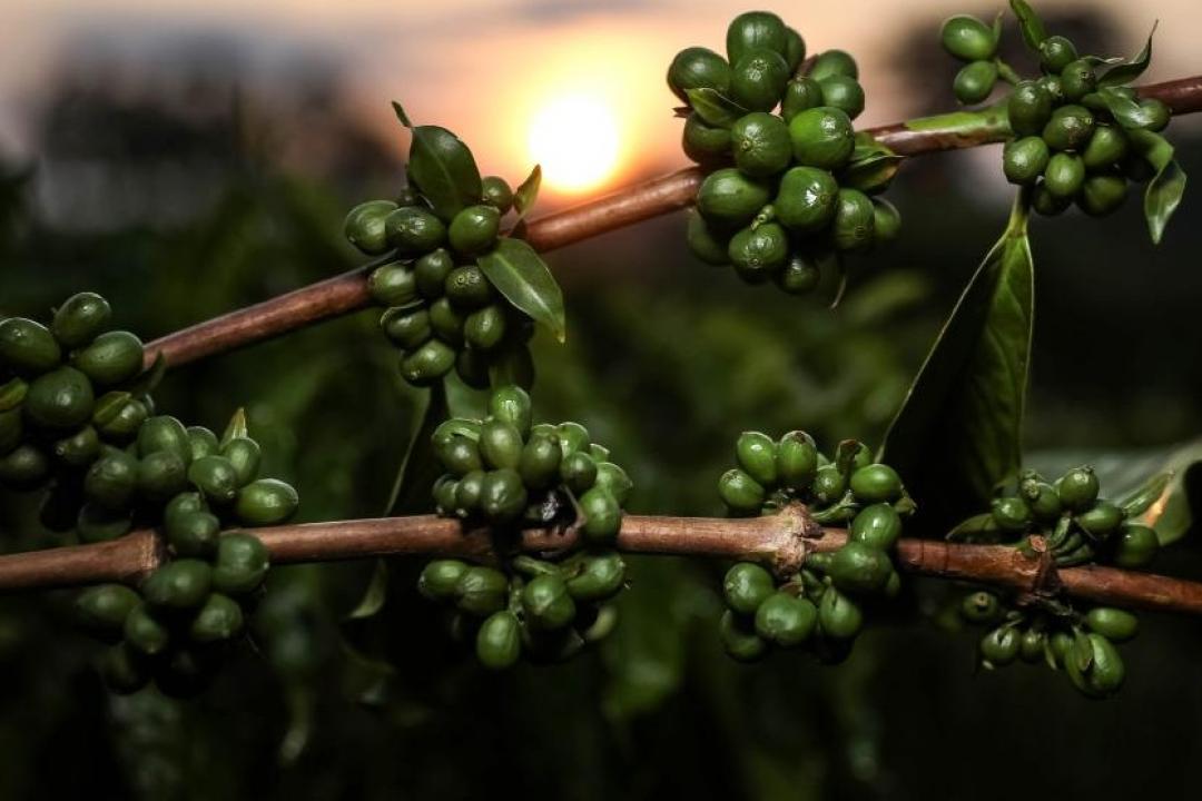 Pesquisa de MT aponta potencial de nanotecnologia no café verde como inovação nas indústrias cosmética e alimentícia