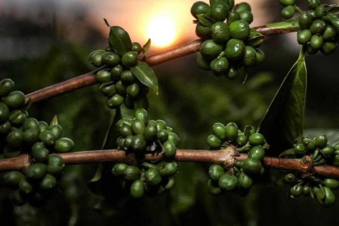 Pesquisa de MT aponta potencial de nanotecnologia no café verde como inovação nas indústrias cosmética e alimentícia