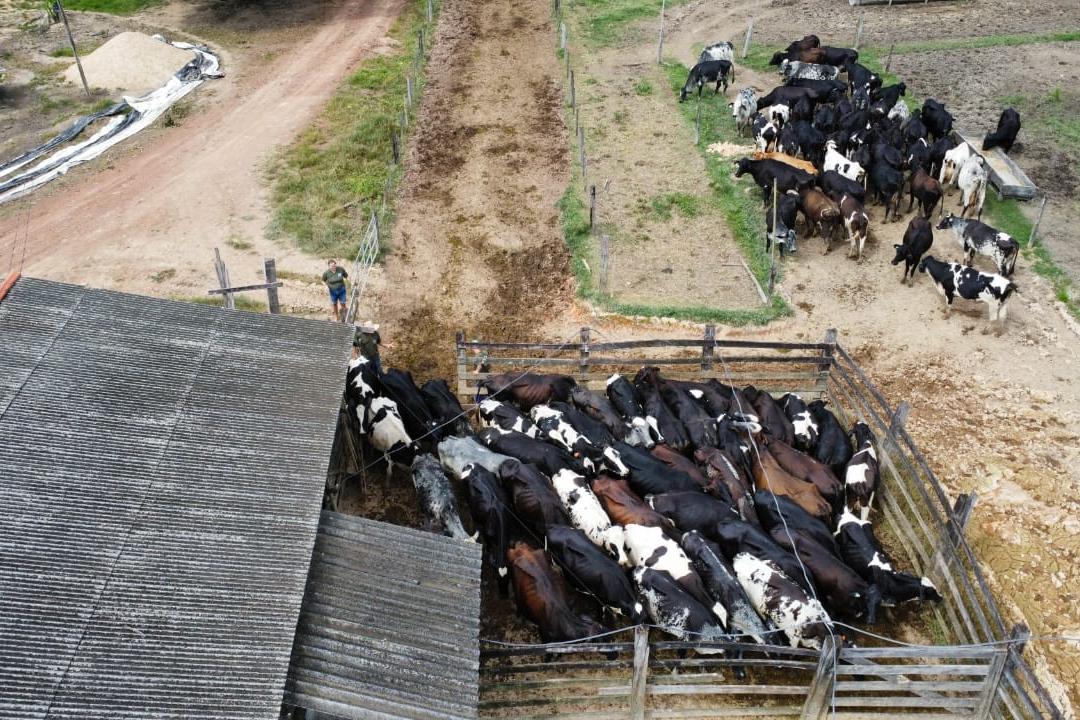 1º Torneio Leiteiro de Alta Floresta é uma Oportunidade para valorizar a pecuária local e incentivar a agricultura familiar