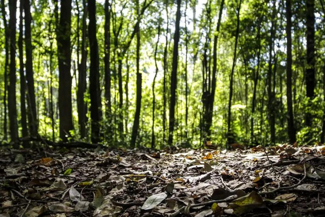 Produção florestal no Brasil cresce 16,7% e alcança R$ 44,3 bilhões em 2024