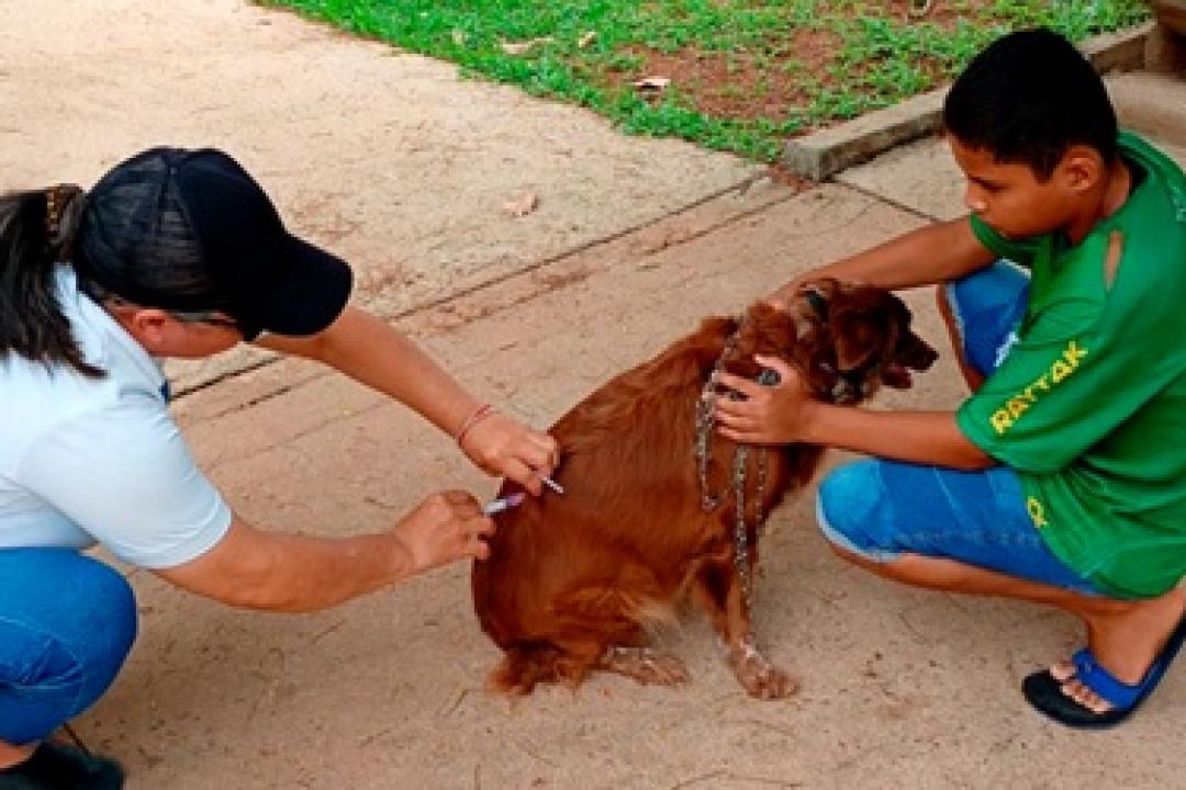 Vacinação Antirrábica imuniza mais de mil pets e continua nesta sexta-feira (03) em Alta Floresta