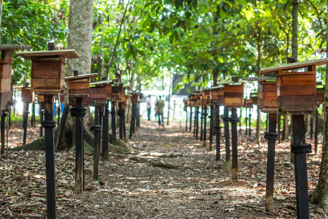 Alta Floresta promove capacitação sobre criação de abelhas sem ferrão na região amazônica
