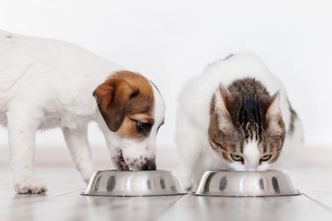Mapa define limites para substâncias tóxicas em rações de cães e gatos
