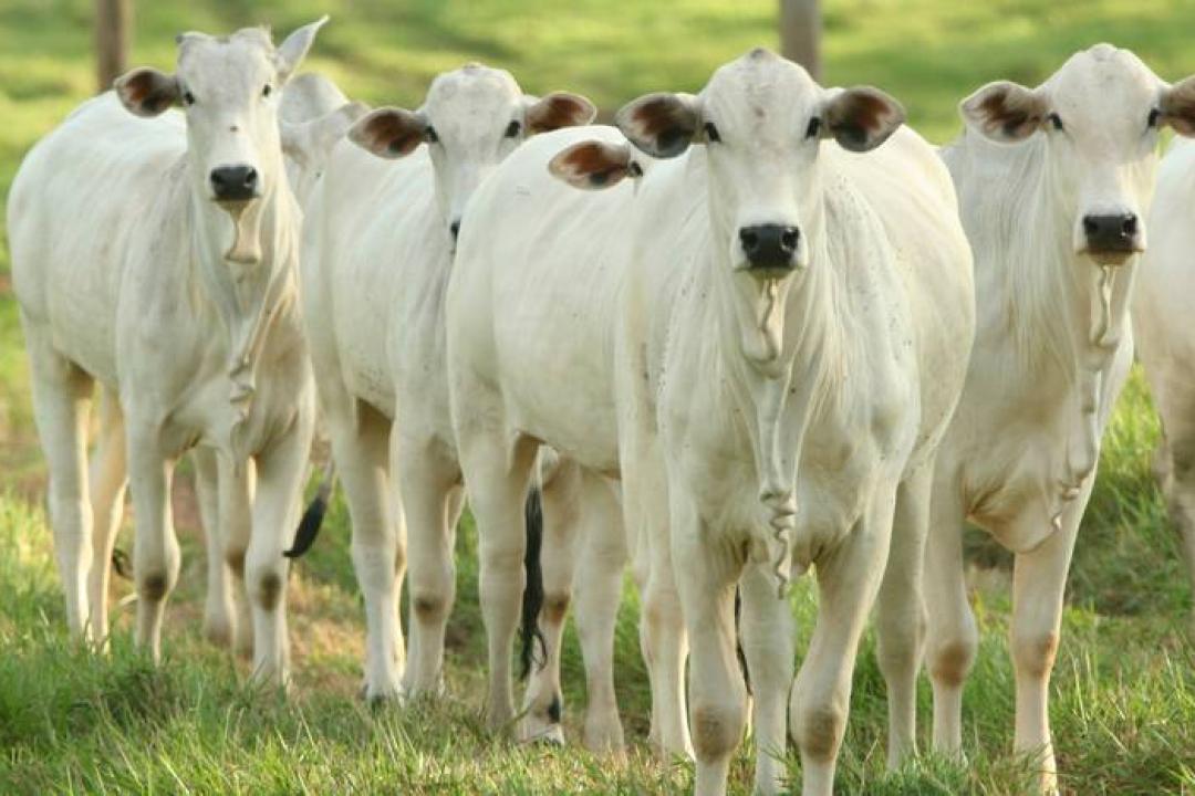 Pecuária brasileira avança com sustentabilidade e mantém liderança nas exportações globais