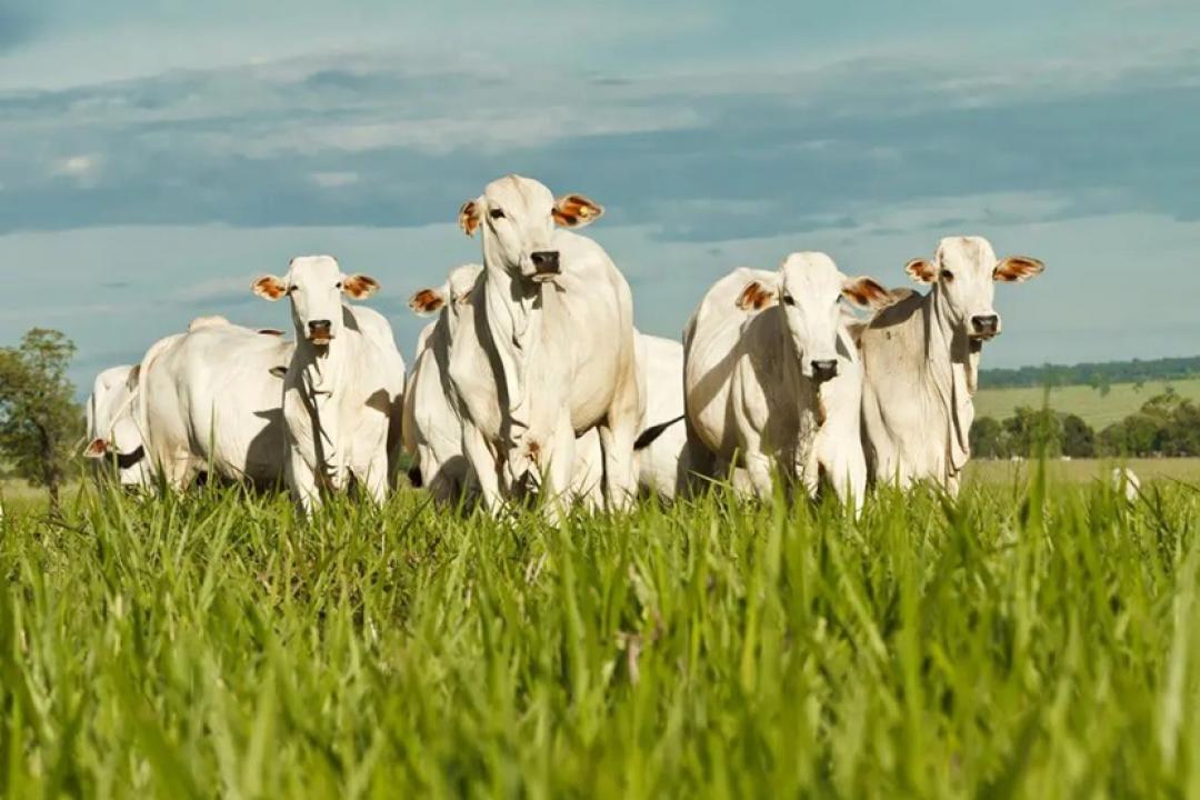 Planejamento reprodutivo é chave para aumentar fertilidade e produtividade nos rebanhos