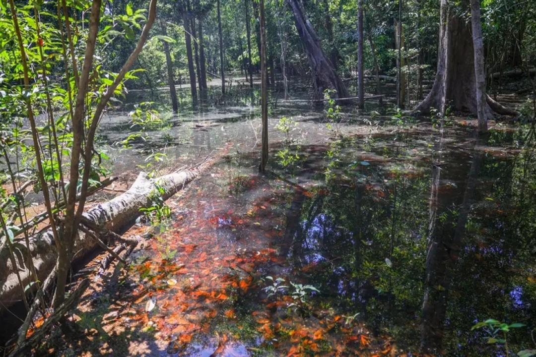Dinossauros viveram na Amazônia, descobrem pesquisadores de Roraima
