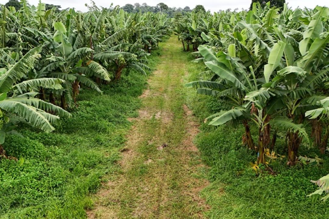 Secretaria de Agricultura fortalece a agricultura familiar e amplia a compra institucional em Alta Floresta
