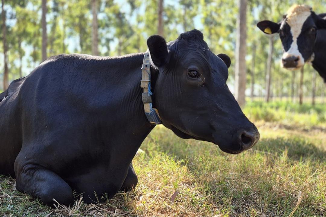 Embrapa Lança Protocolos para Produção de Leite de Baixo Carbono