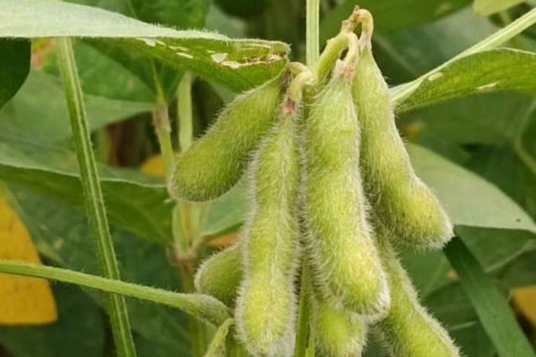 Sojicultores de MT devem cadastrar áreas de produção no Indea até 15 de fevereiro
