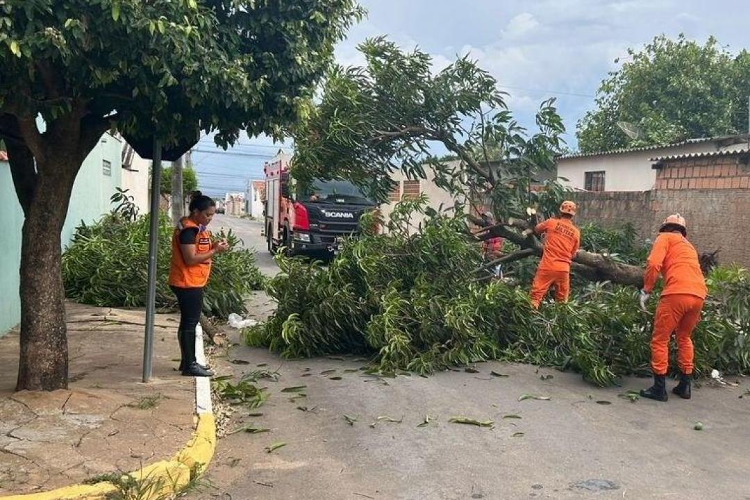 Defesa Civil Estadual orienta população sobre cuidados com árvores no período de chuvas intensas