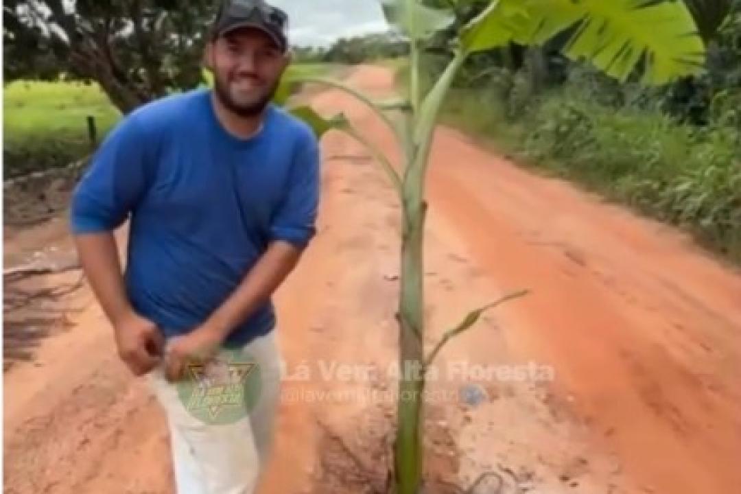 Bananeira no meio da estrada escancara abandono na zona rural de Carlinda