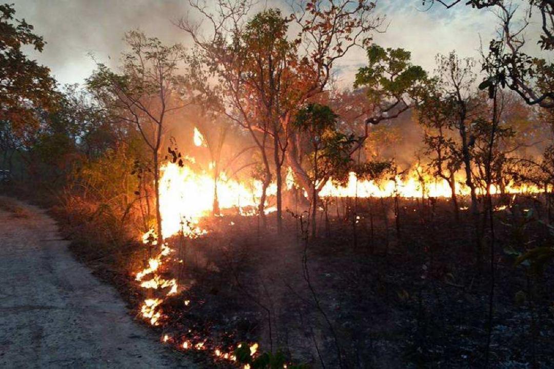 Mato Grosso decreta emergência ambiental e proíbe queimadas até novembro