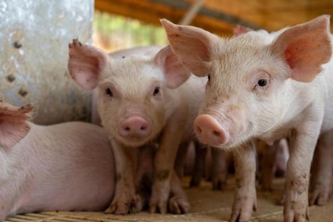 Crise nos preços da carne suína: Queda de 40% pressiona produtores apesar de recordes em produção e exportações