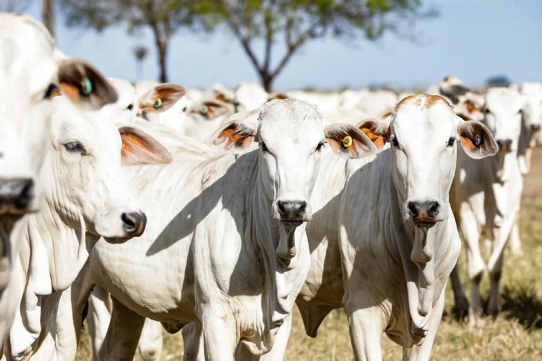 Carne Bovina em Alta: Preços firmes e exportações robustas, mas dependência da china gera incertezas