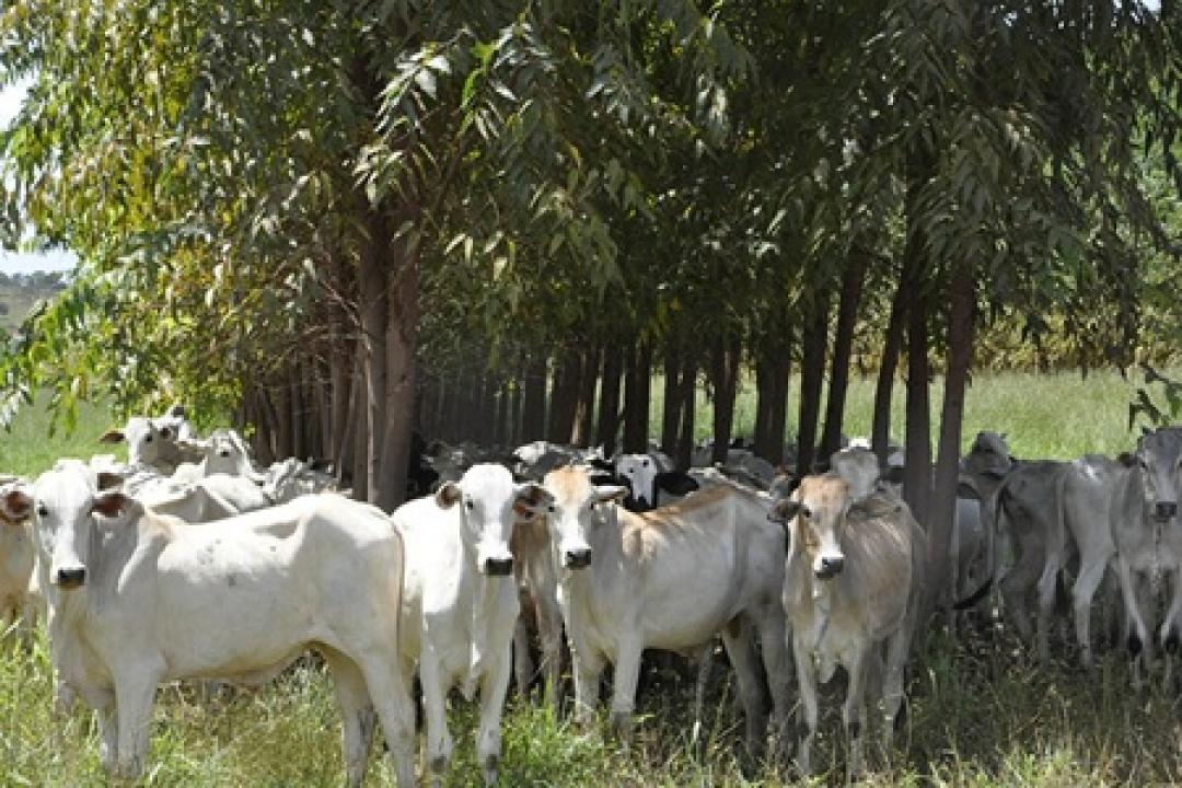 Mercado do boi gordo: embate entre produtores e indústrias reduz negociações e preços recuam em maio