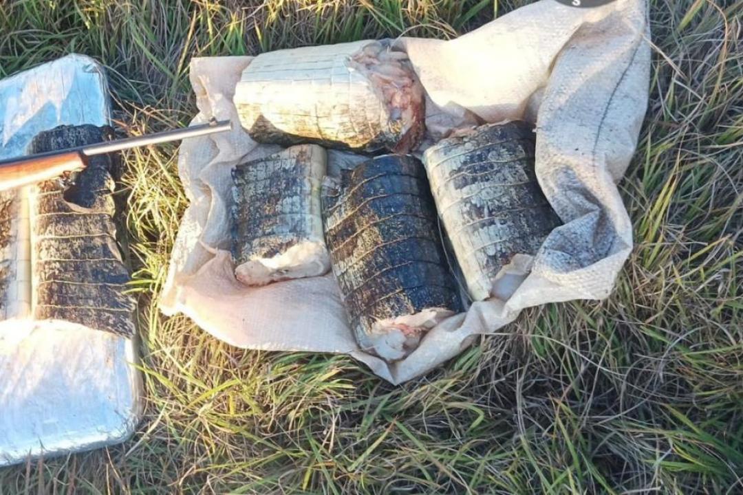 Sema apreende 22 quilos de pescado e de carne de jacaré em Poconé