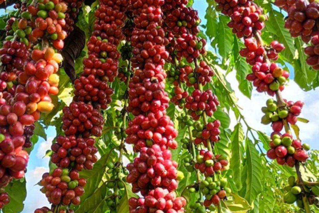 Com assistência técnica da Empaer, cafeicultura de Colniza alcança produtividade recorde