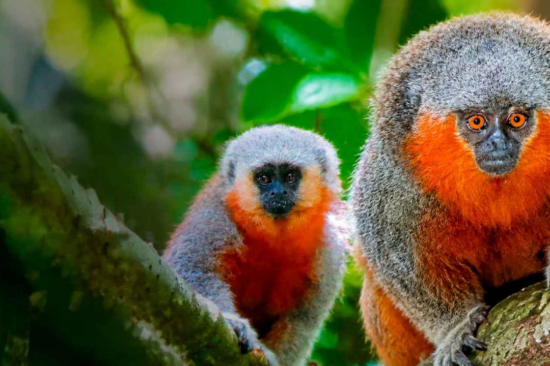 Alta Floresta protege seis espécies de primatas e transforma conservação da fauna em política pública