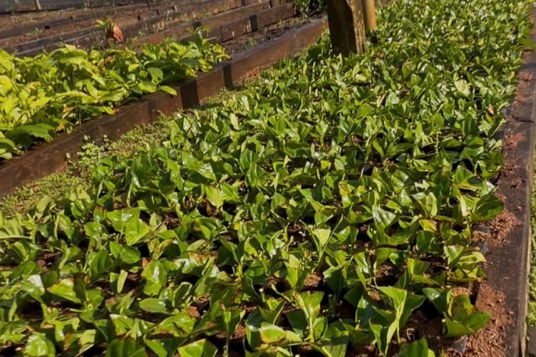 Nova Monte Verde avança na produção de mudas de Café Robusta Amazônia com capacitação de produtores