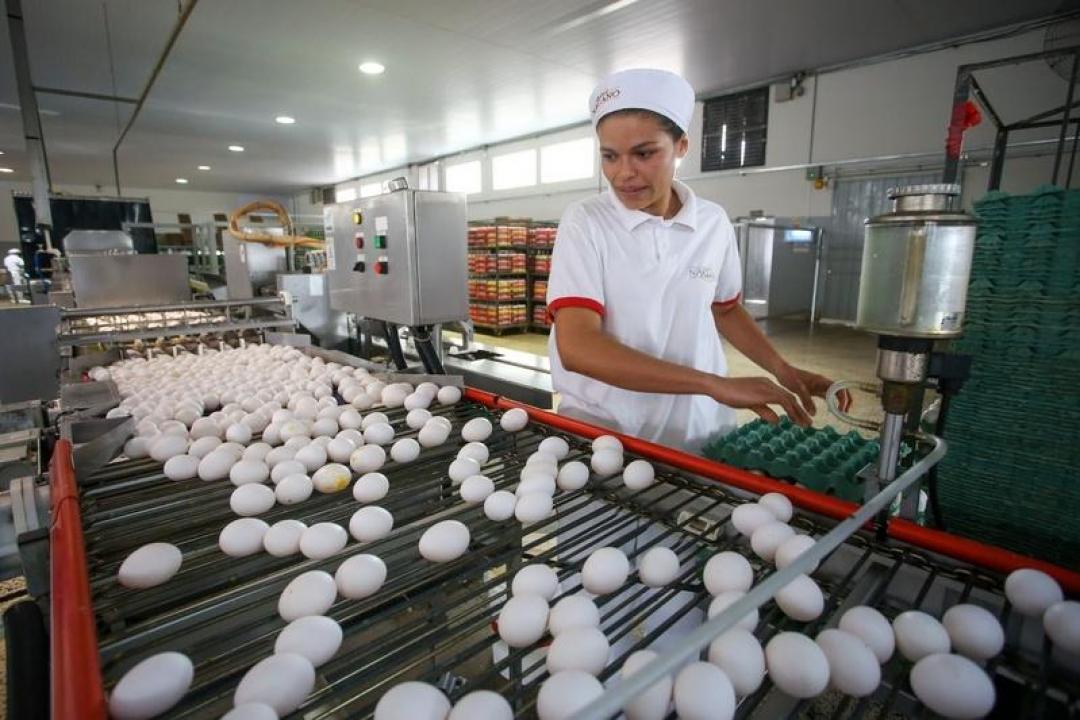 Brasil dobra o consumo de ovo em 16 anos e se consolida como 4º maior produtor do mundo