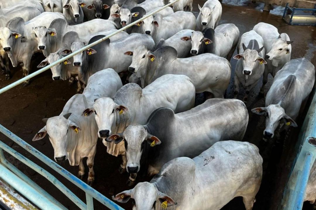 Oferta restrita sustenta preço da carne bovina no atacado, mesmo com varejo em ritmo menor