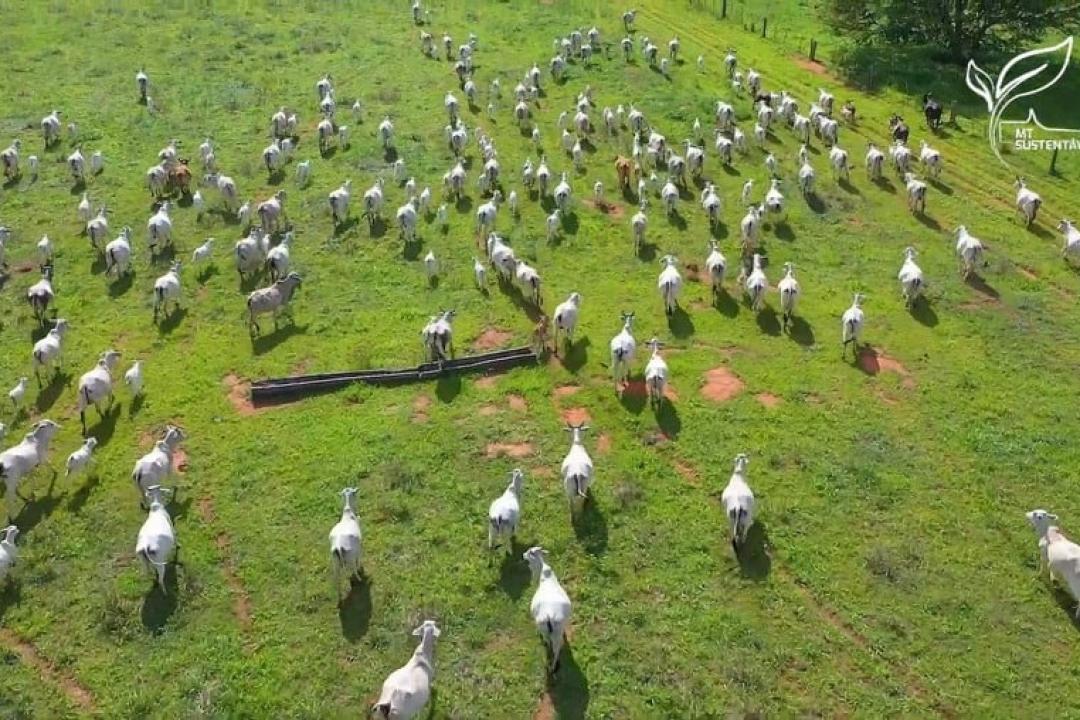 Redução do ICMS para venda de gado entre estados é aprovada