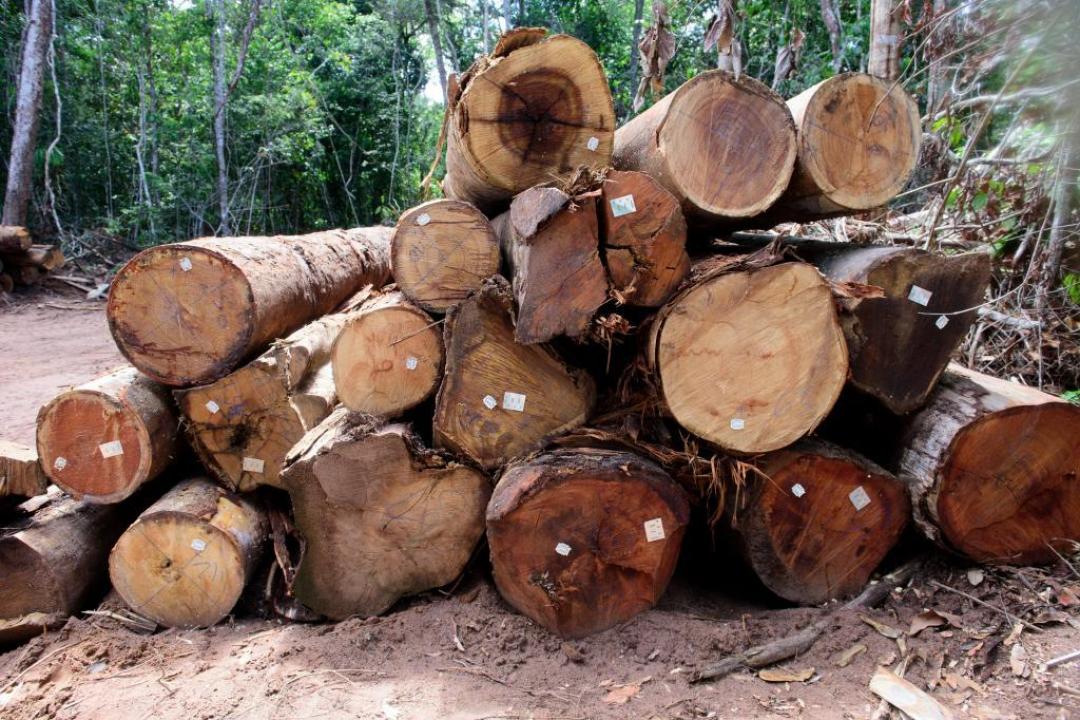 Está proibida a exploração de madeira de manejo florestal em MT até 1º de abril