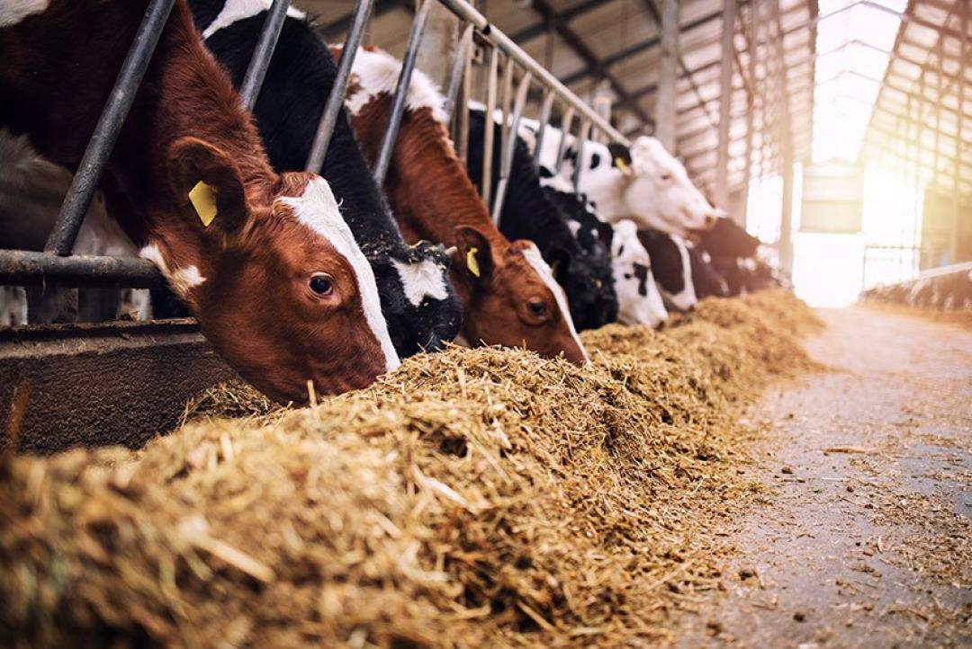 Lei amplia acesso a produtos para alimentação animal e reformula regras de estoques públicos