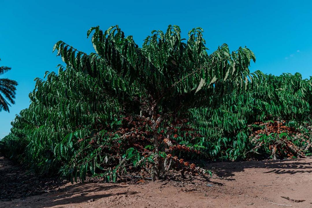 Alta Floresta investe em tecnologia e amplia produção de café com produtividade que chega a 127 sacas por hectare