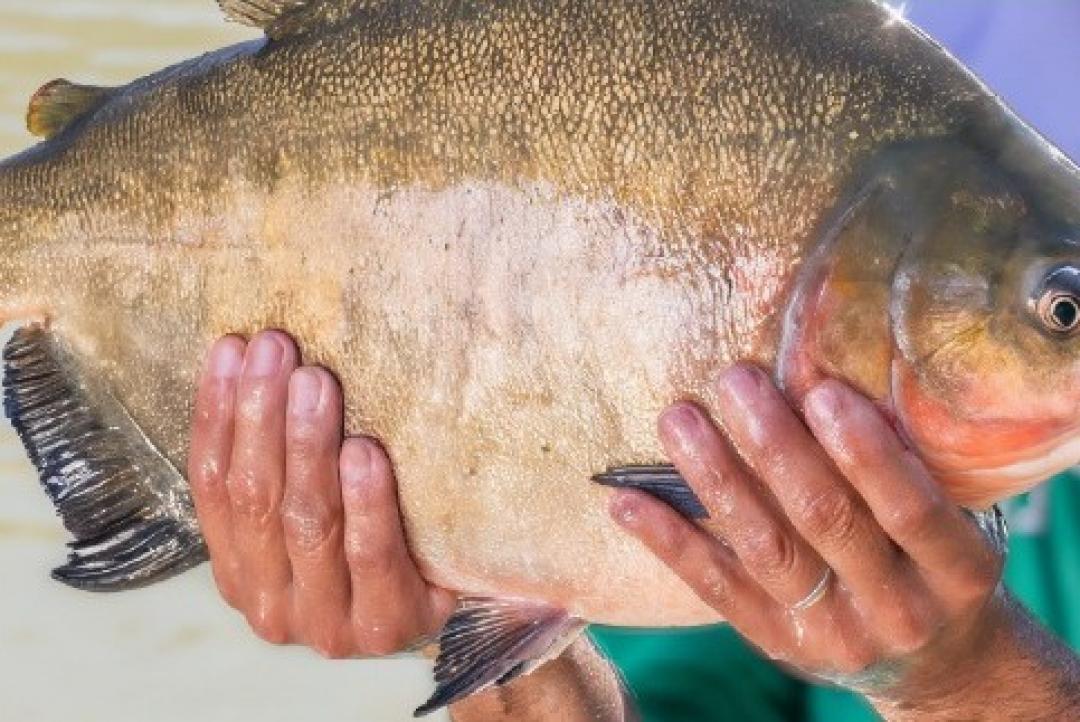 Simpósio ABC+ e Cultivo de Peixes Nativos chega a Alta Floresta nos dias 10 e 11 de novembro