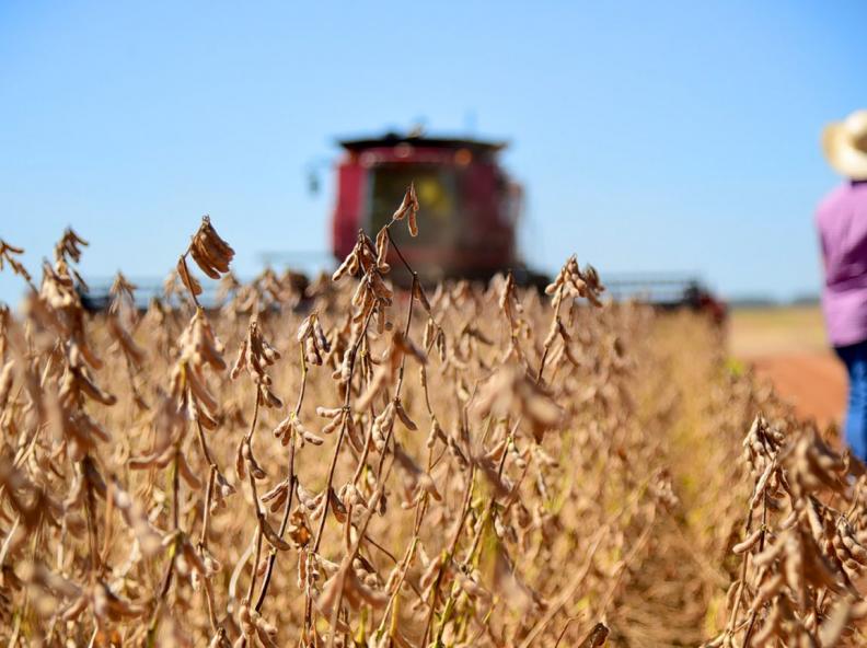 Colheita da soja atinge 25,5% da área semeada em 2024/25, diz Conab