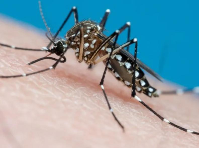 SES alerta para ações de prevenção à dengue, zika e chikungunya
