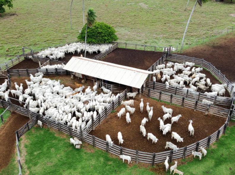 Exportações de carne bovina atingem recorde em MT