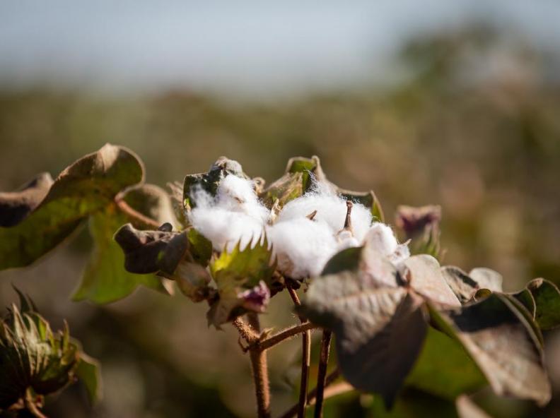 MT produz cerca de 70% do algodão sustentável do país e lidera setor