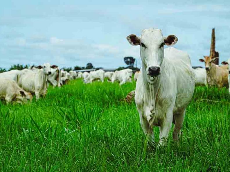 Brasil e Bolívia avançam em processo de reconhecimento internacional como zonas livres de febre aftosa sem vacinação