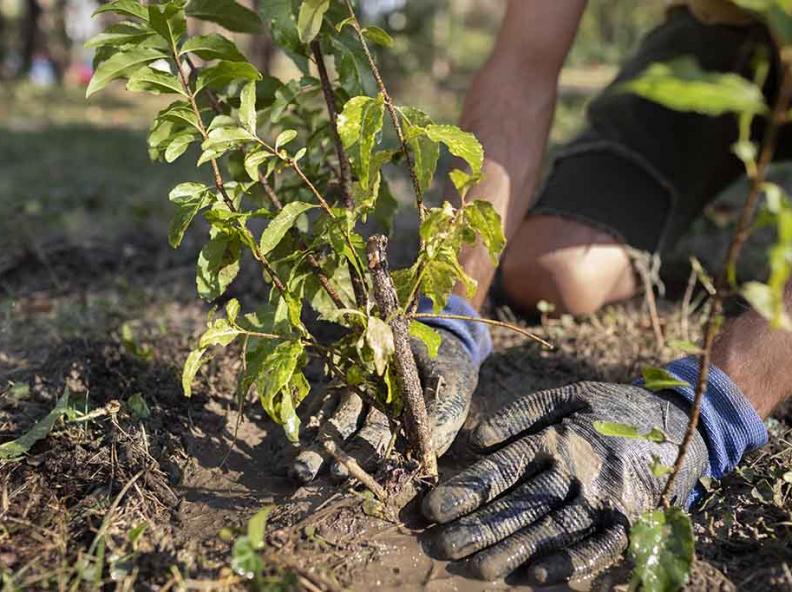 Ação conjunta promoverá o plantio de mudas de espécies nativas no Parque Zoobotânico de Alta Floresta