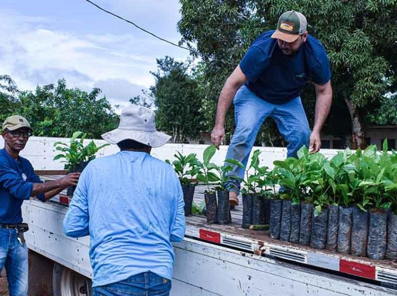 Agricultura e Pecuária distribui 3 mil mudas de café; fomento à atividade cafeeira já atendeu 85 cafeicultores