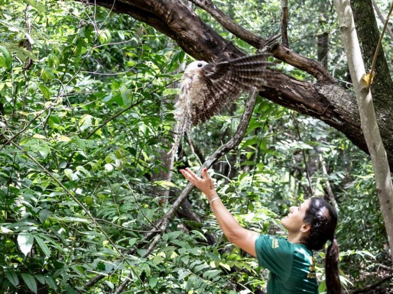 Urutau, maria-faceira e gambá são devolvidos à natureza após reabilitação